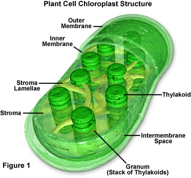 http://wonders.persiangig.com/Quran/chloroplastsfigure1.jpg